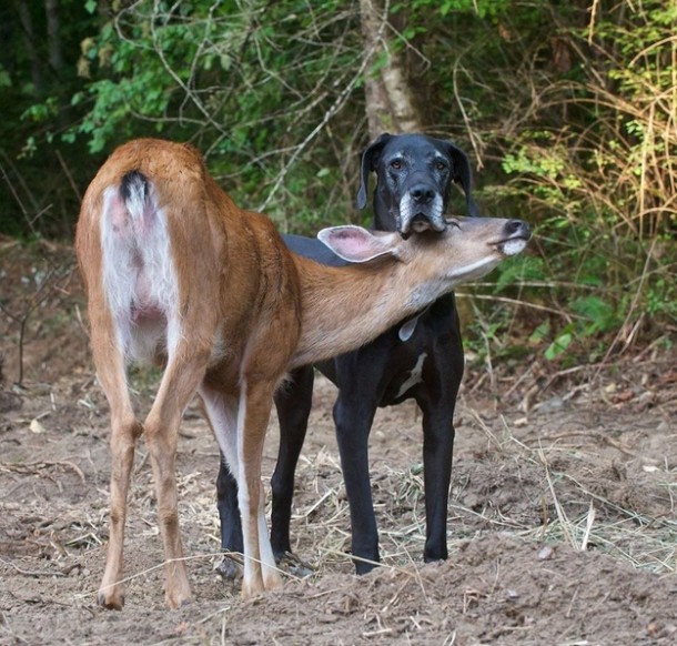 Animal Odd Couples