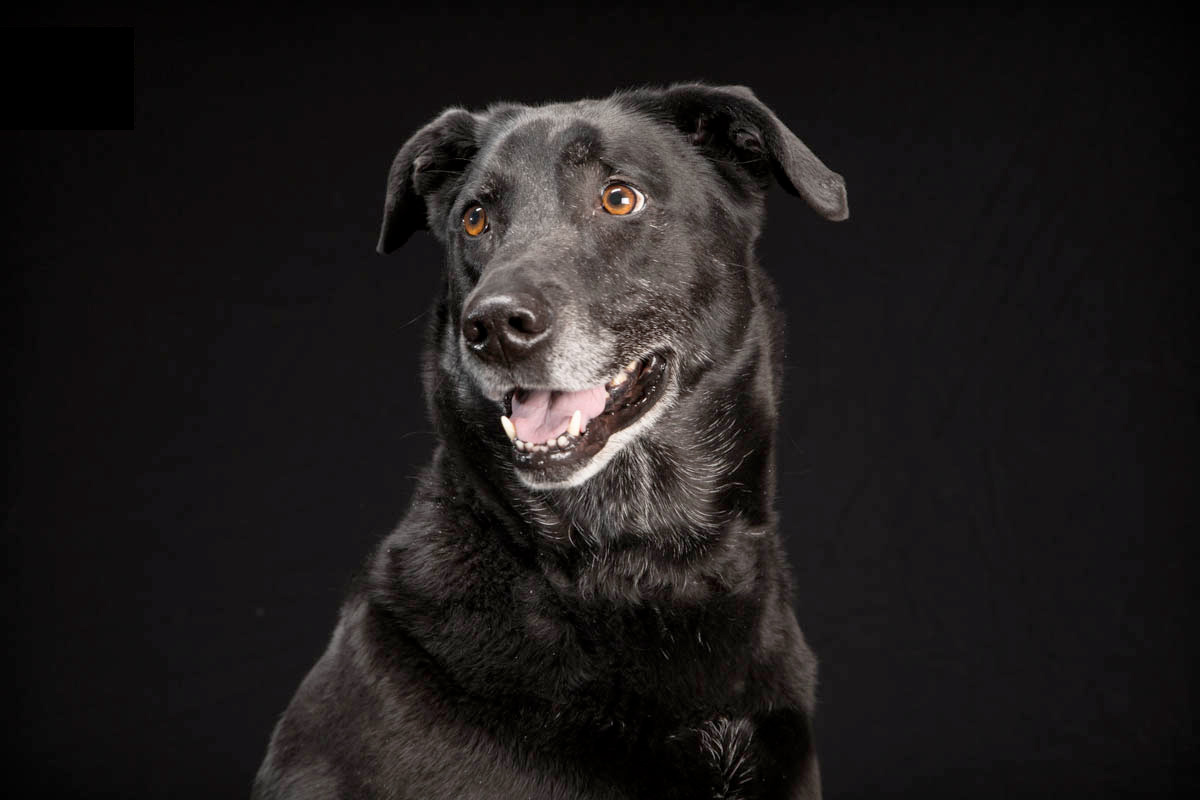 Black Dogs Project, Photograph by Fred Levy