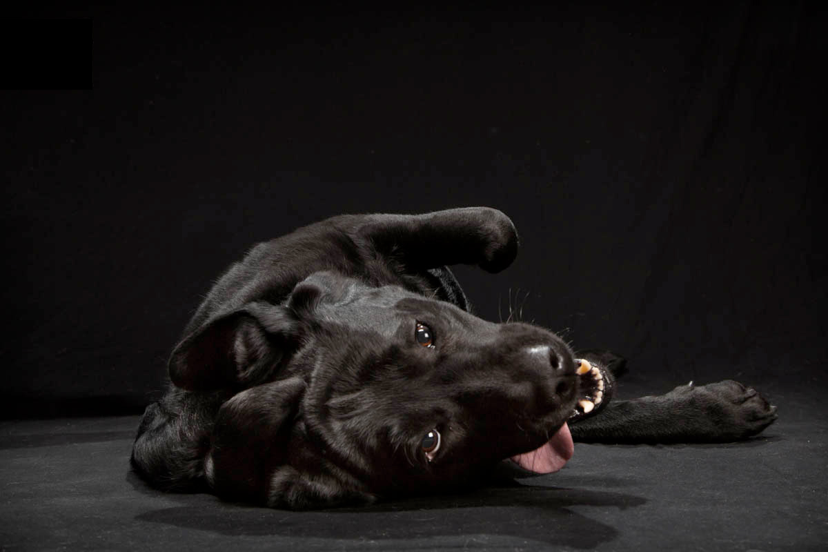 Black Dogs Project, Photograph by Fred Levy