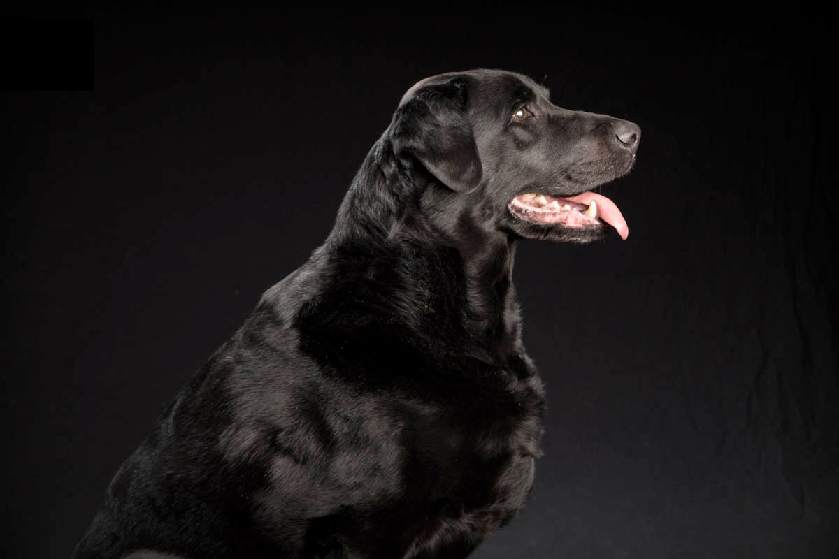 Black Dogs Project, Photograph by Fred Levy